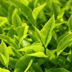 nhung-dieu-can-luu-y-khi-tam-la nhung-dieu-can-luu-y-khi-tam-la