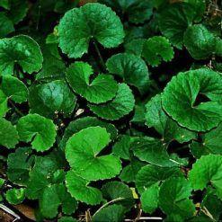 thao-duoc-rau-ma thao-duoc-rau-ma